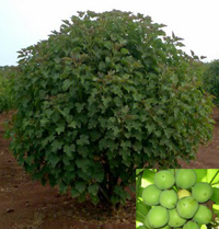 jatropha plant for jet biofuels