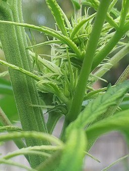 CBD hemp flower